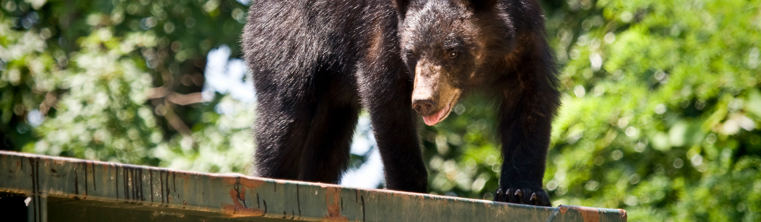 Learn More About Bear Management photo