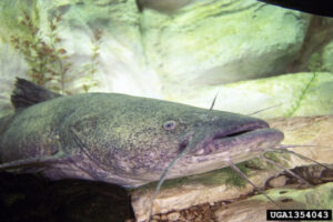 NJDEP| Invasive Species | Invasive Animals and Pests