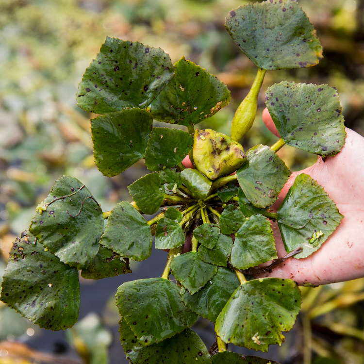 NJDEP| Invasive Species | Invasive Plants