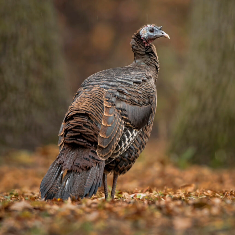 NJDEP Invasive Species Nuisance Species