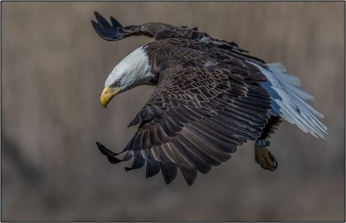Bald eagle flying.
