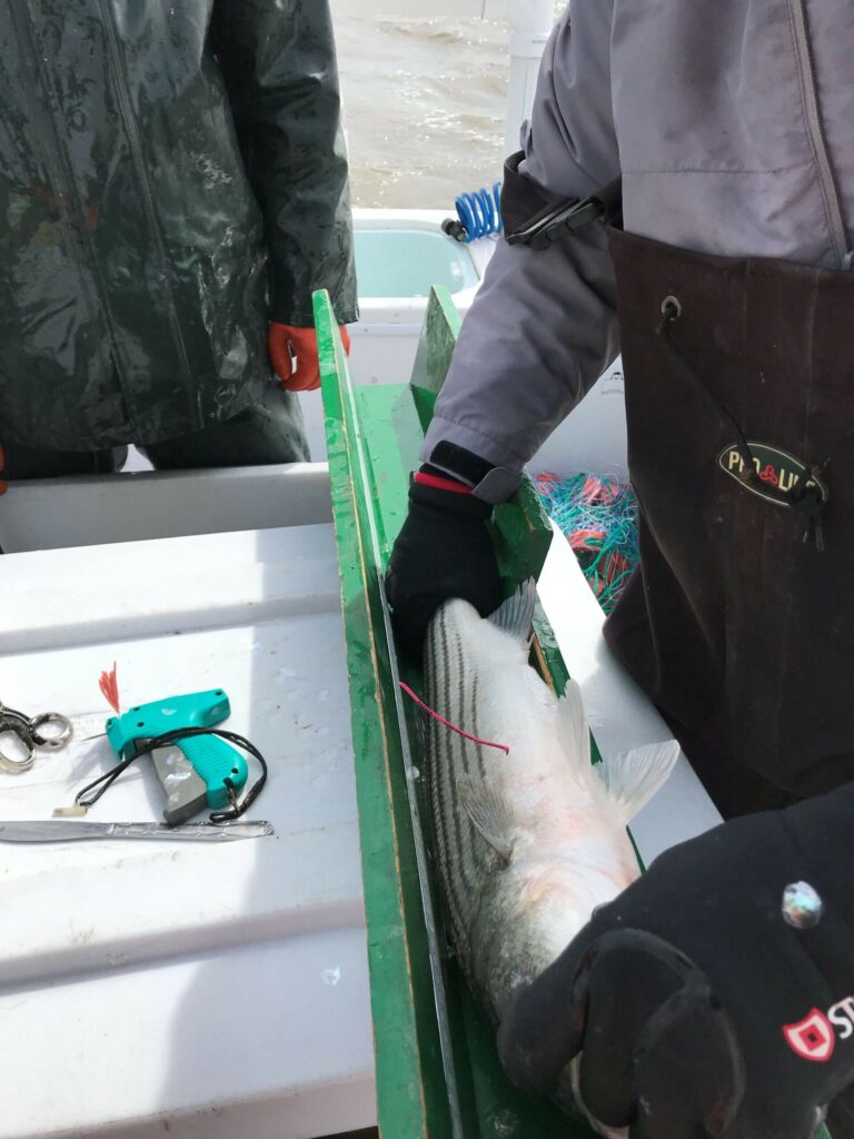 NJDEP Fish & Wildlife Striped Bass Tagging Survey