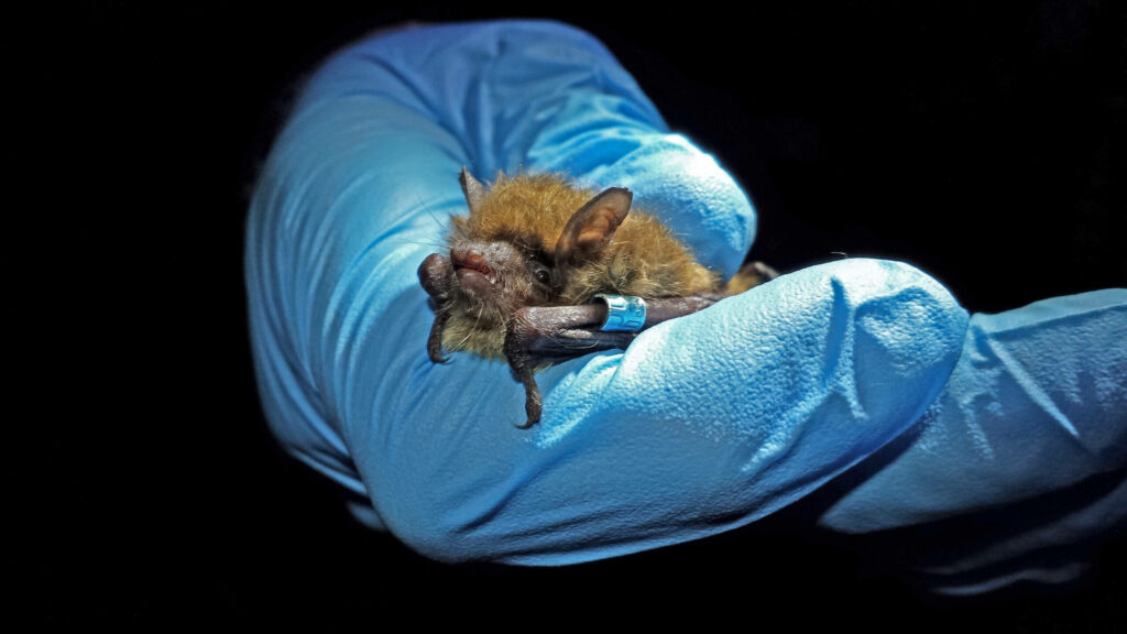 NJDEP Fish & Wildlife Bat Conservation