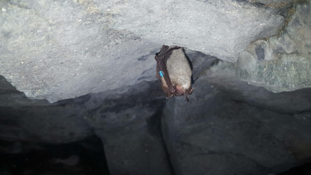 NJDEP Fish & Wildlife Bat Conservation