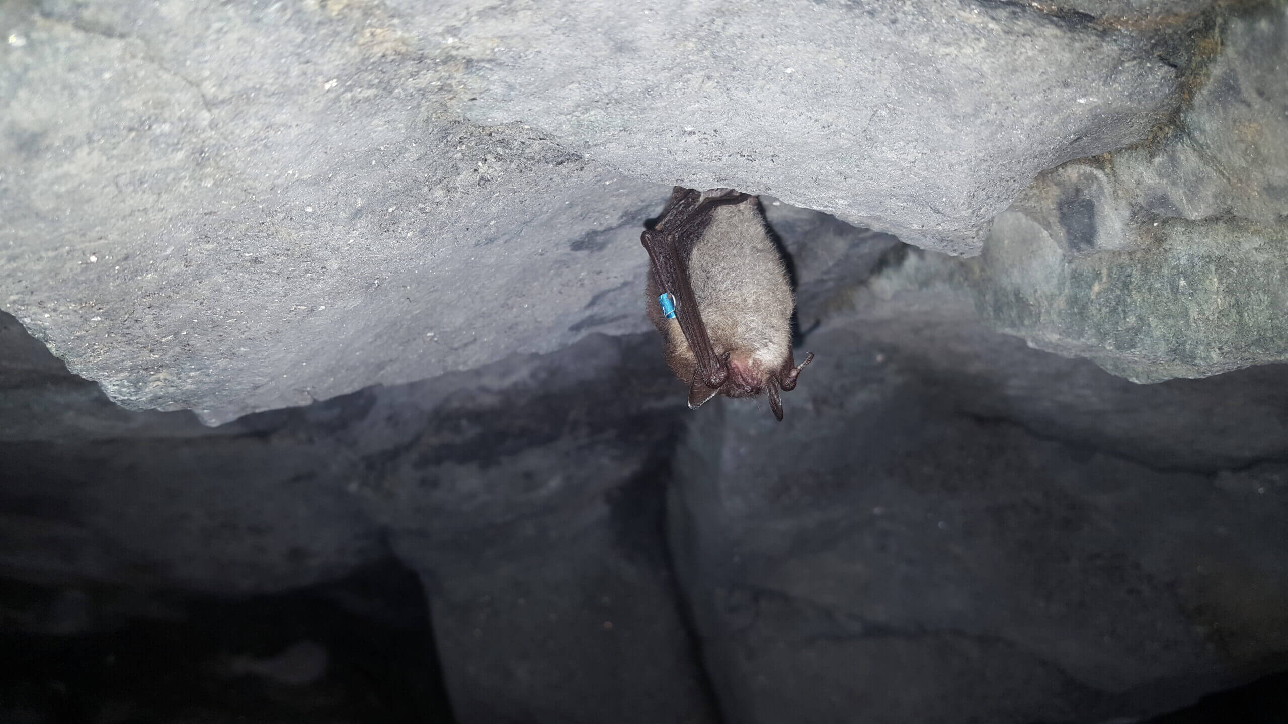 NJDEP Fish & Wildlife Bat Conservation