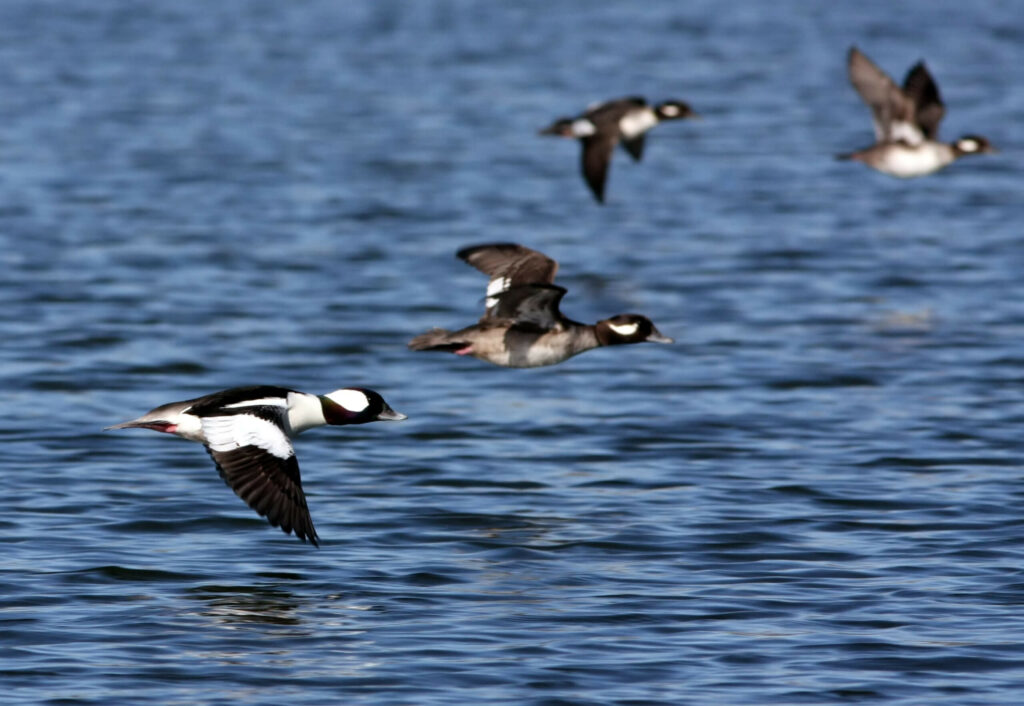 Duck Hunting Season New Jersey: Bag Limits, Season Dates, and More!