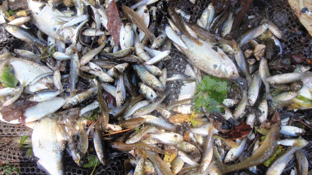 NJDEP Fish & Wildlife Delaware River Striped Bass Recruitment Seine