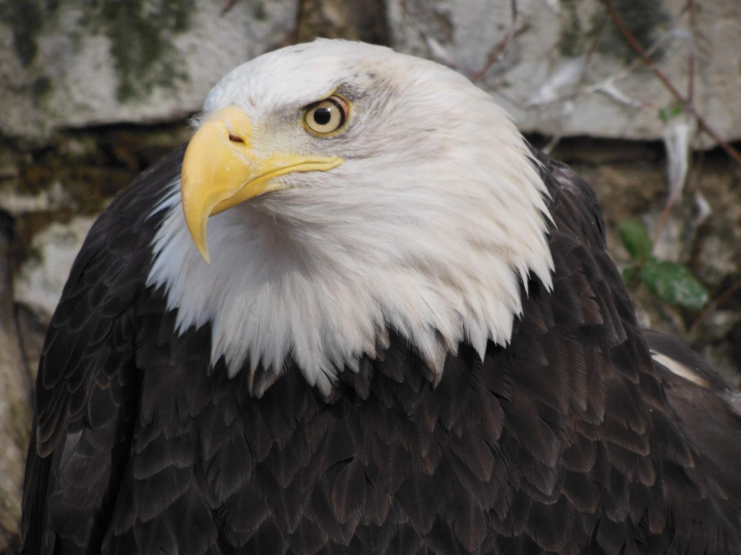 extinct birds of prey in united states