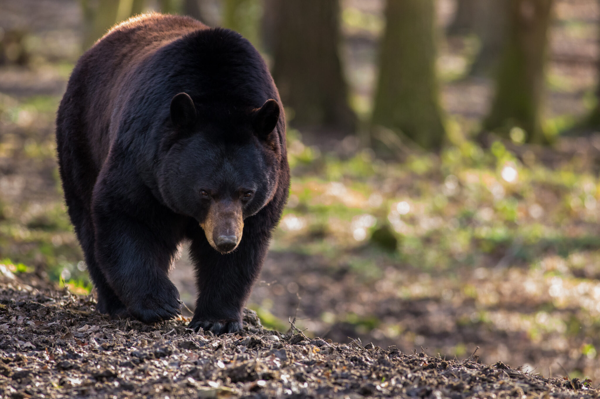 NJDEP Fish & Wildlife NJ Bear Hunt Is Now Open