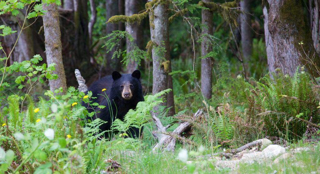 Black Bears, Extension