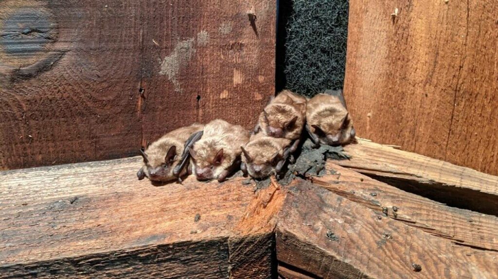NJDEP Fish & Wildlife Bats in Buildings