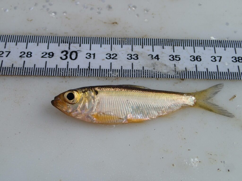 NJDEP Fish & Wildlife River Herring Assessment Survey