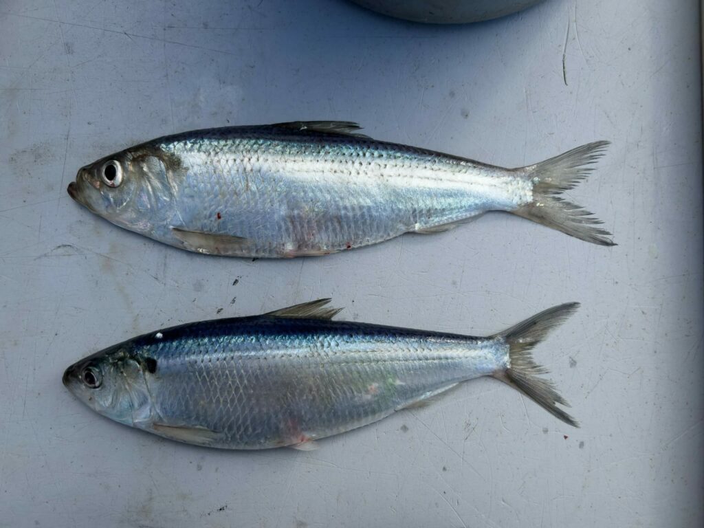 NJDEP Fish & Wildlife River Herring Assessment Survey