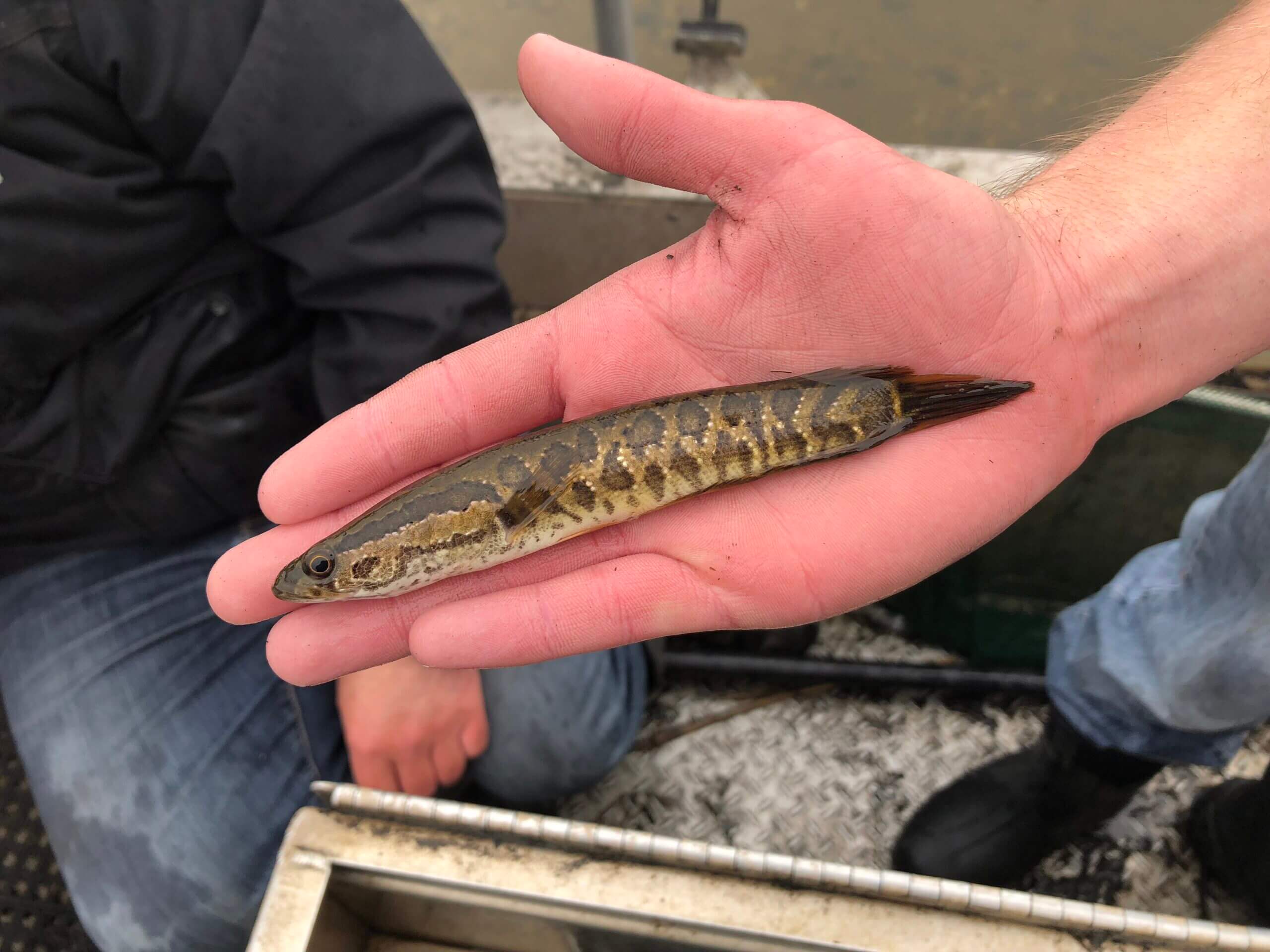 snakehead fish potomac river