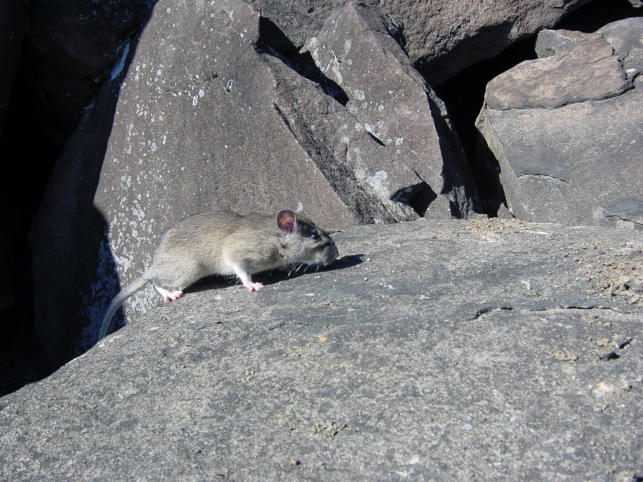 NJDEP Fish & Wildlife New Jersey's Mammals