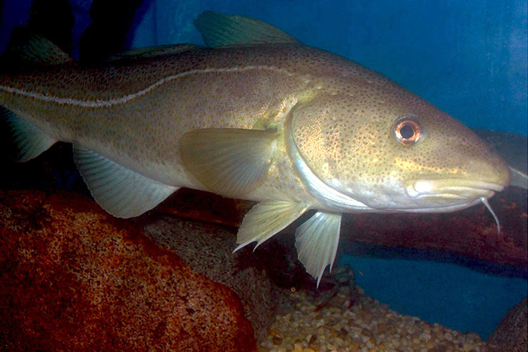 NJDEP| Fish & Wildlife | New Atlantic Cod Size, Season and Possession ...