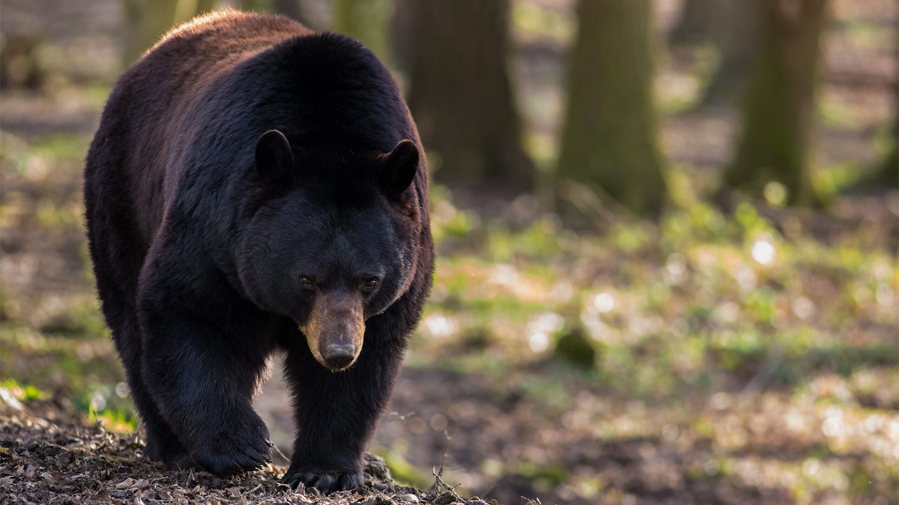 NJDEP Fish & Wildlife No Extension of 2024 Black Bear Hunt