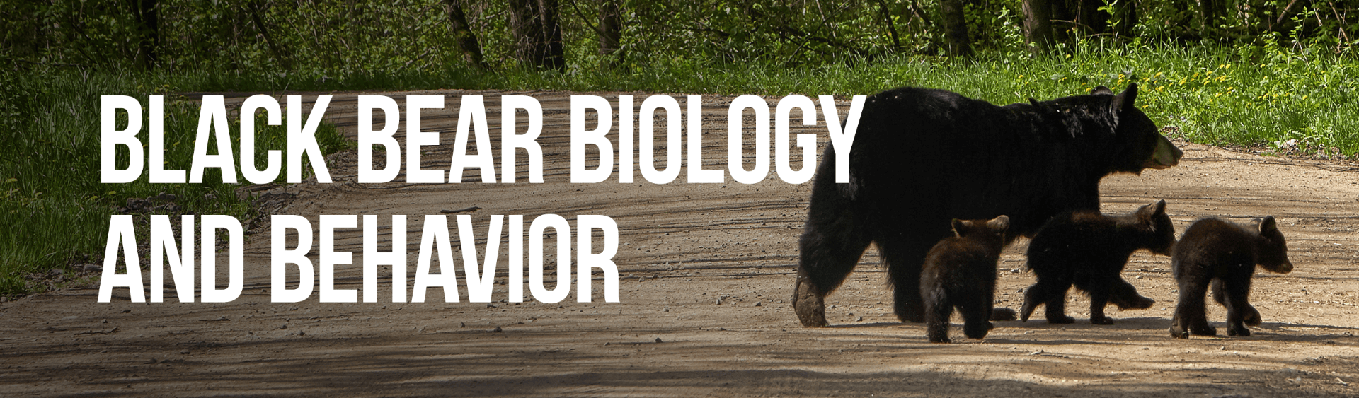 NJDEP| Fish & Wildlife | Black Bear Biology and Behavior