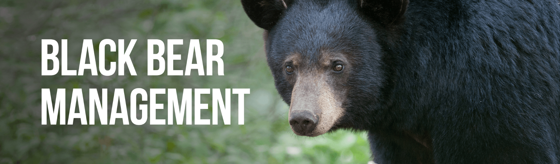 NJDEP| Fish & Wildlife | Black Bear Management