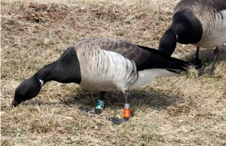 NJDEP| Fish & Wildlife | Atlantic Brant Migration and Breeding Ecology ...