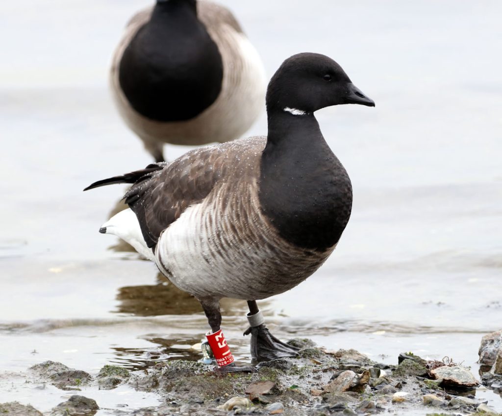 NJDEP| Fish & Wildlife | Atlantic Brant Migration and Breeding Ecology ...