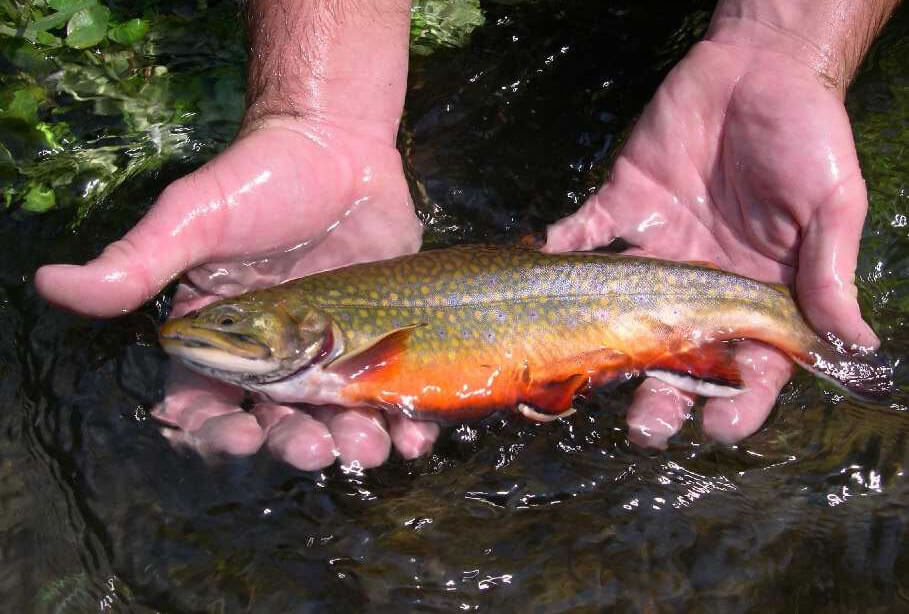 NJDEP Fish & Wildlife Wild Trout