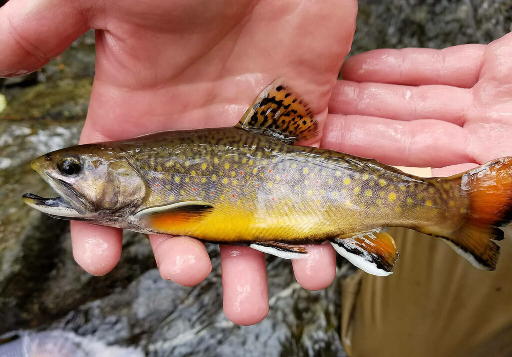 NJDEP Fish & Wildlife Brook Trout Protective Regulations