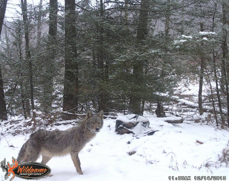 NJDEP Fish & Wildlife Coyotes in New Jersey