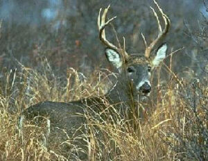 NJDEP| Fish & Wildlife | White-tailed Deer - Natural History and Autumn ...