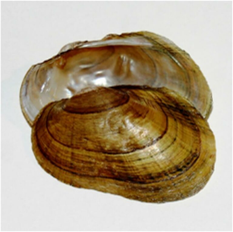 NJDEP Fish & Wildlife Freshwater Mussels
