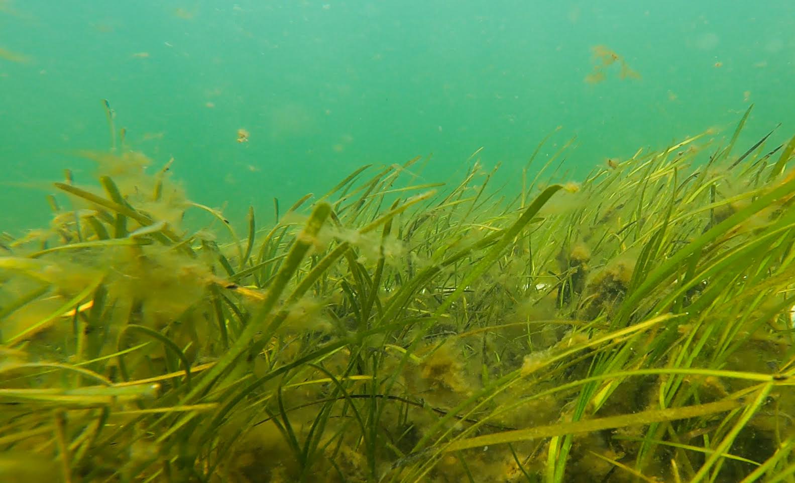 NJDEP Fish & Wildlife Submerged Aquatic Vegetation Survey