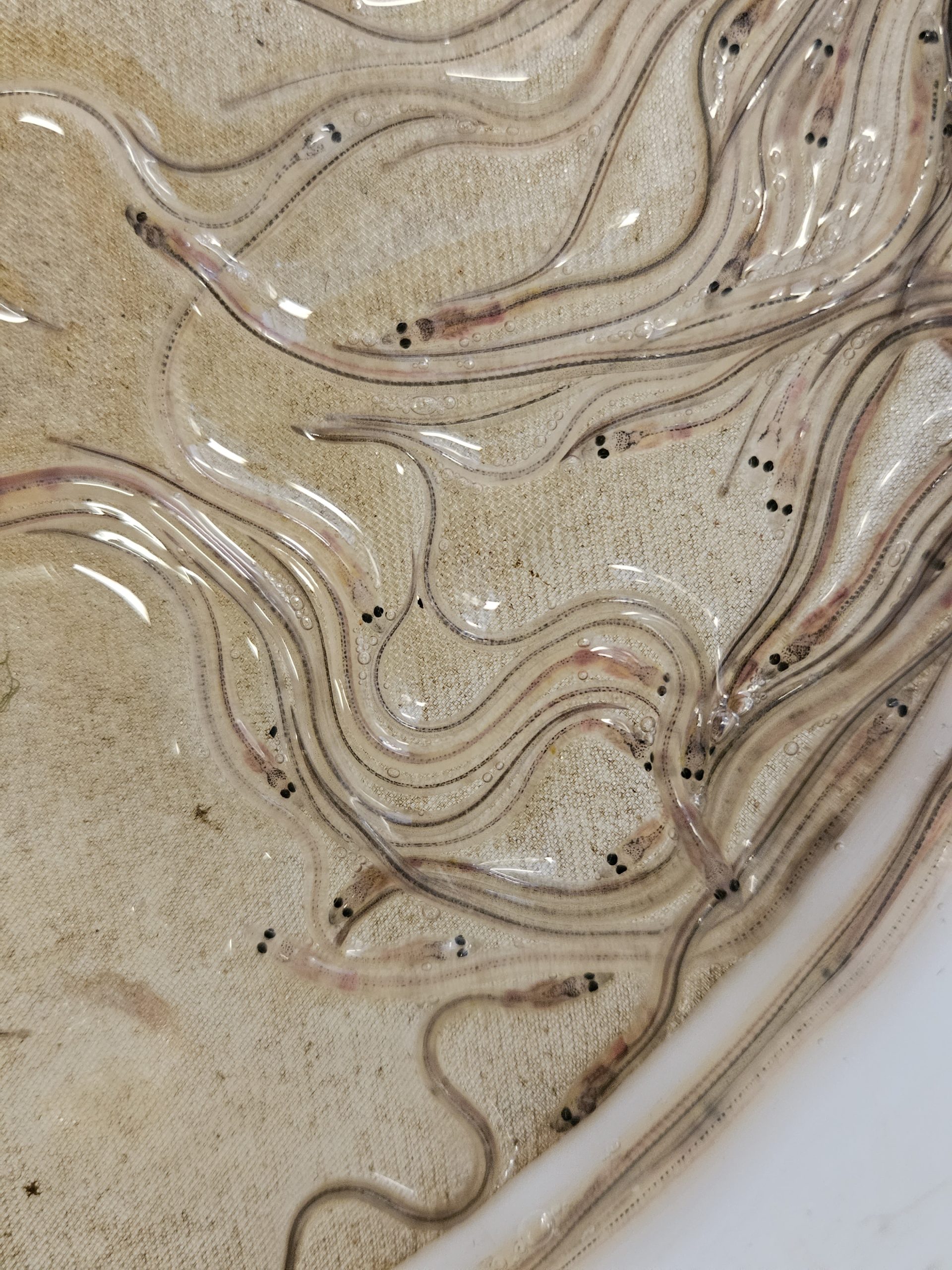 NJDEP| Fish & Wildlife | Glass Eel Survey