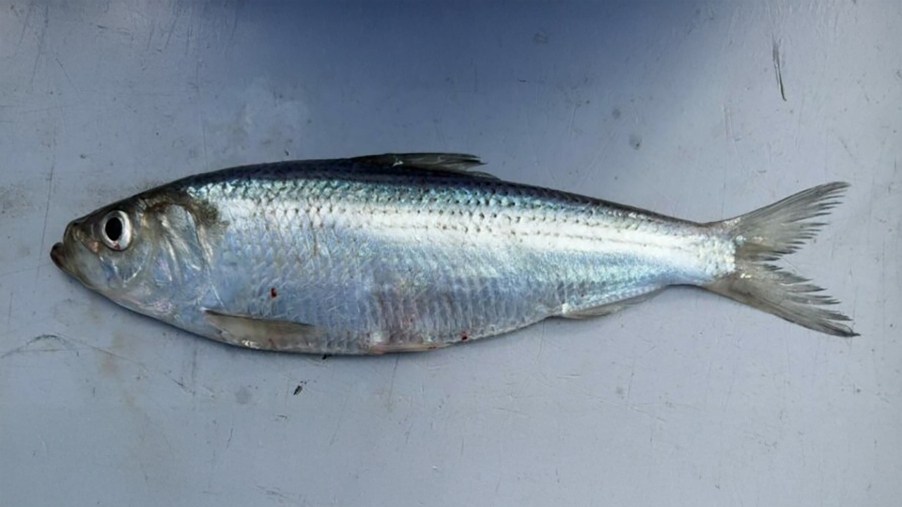 Hinger Fish NJDEP| Fish & Wildlife | River Herring Assessment Survey