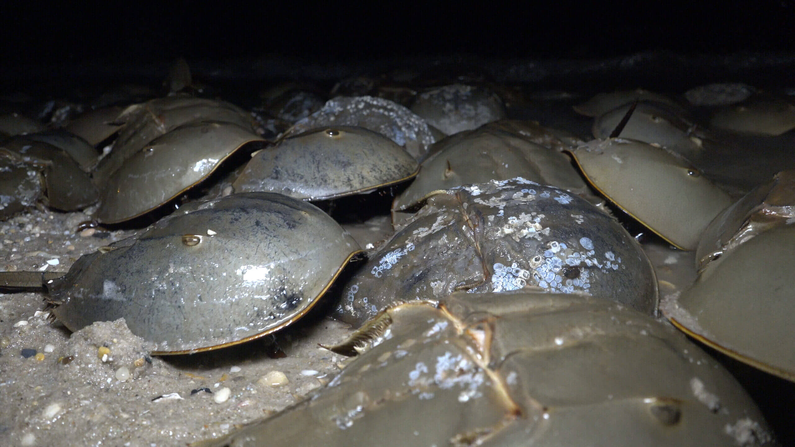 NJDEP| Fish & Wildlife | Delaware Bay Horseshoe Crab Spawning Survey