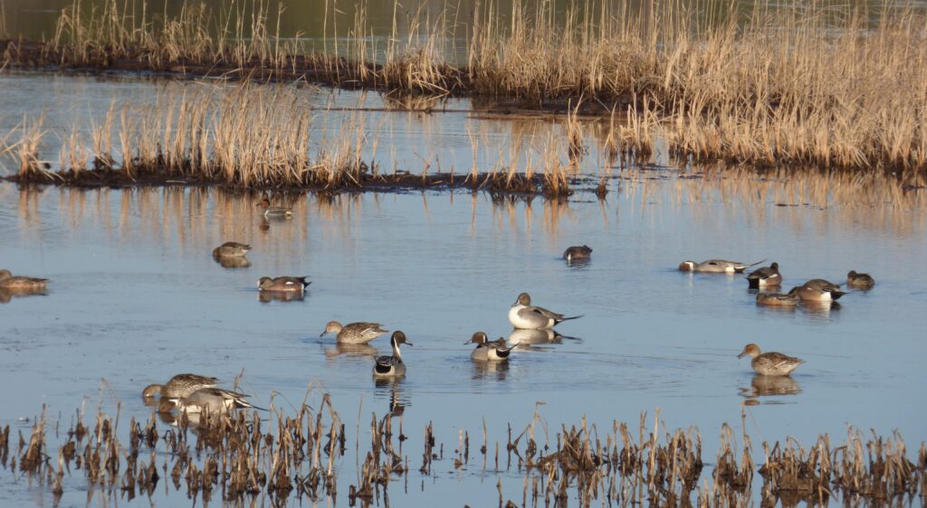 DNR: Fish & Wildlife: Migratory Gamebird Seasons and Regulations