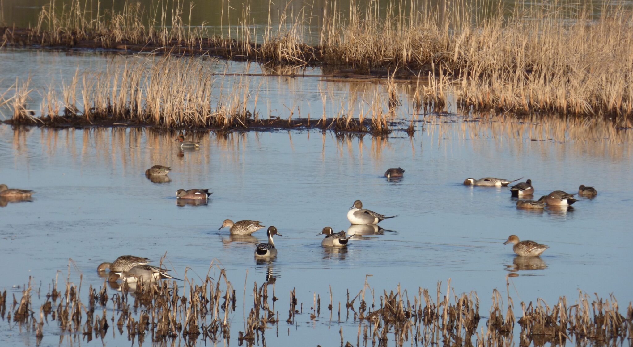 NJDEP| Fish & Wildlife | Tuckahoe Wildlife Management Area Managed ...