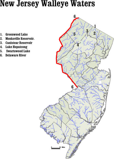 NJDEP| Fish & Wildlife | Walleye