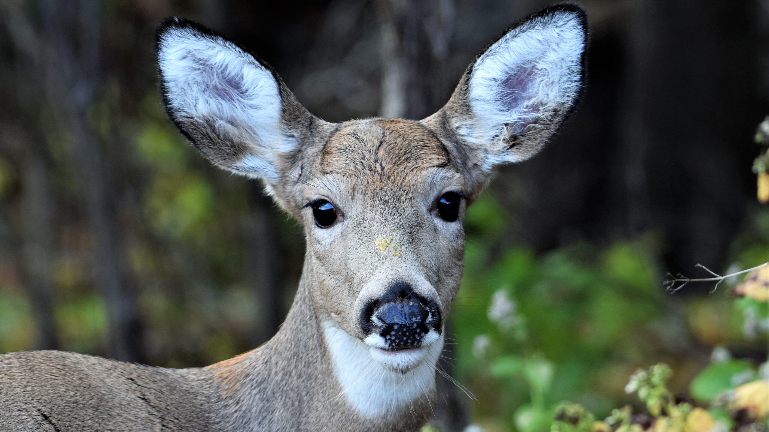 Deer Wars and Death Threats  Cummings School of Veterinary Medicine