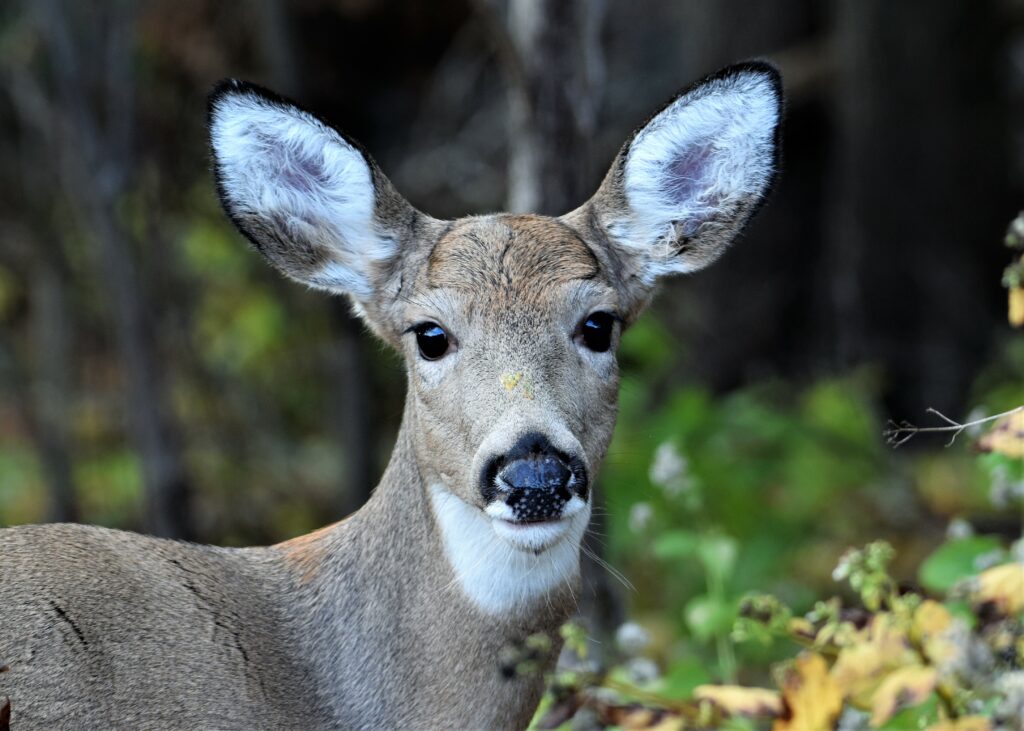 NJDEP| Fish & Wildlife | Residents Asked to Keep an Eye Out for EHD in Deer