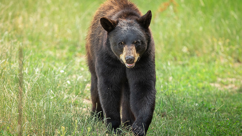 NJ bear hunt 2022 extended after few taken during first week of season