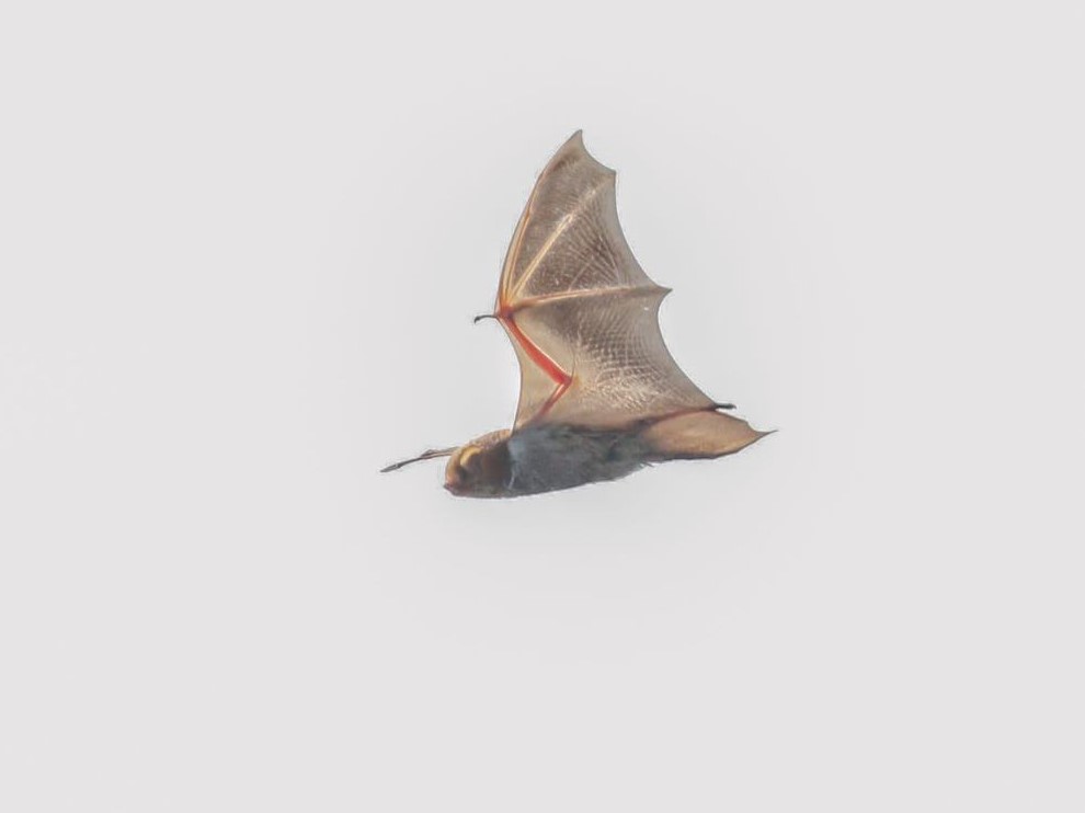 An Eastern Red Bat (Lasiurus borealis) seen during a whale-watching tour on 8/22/23, flying 90 miles offshore of NJ! Photo by Tom Reed.
