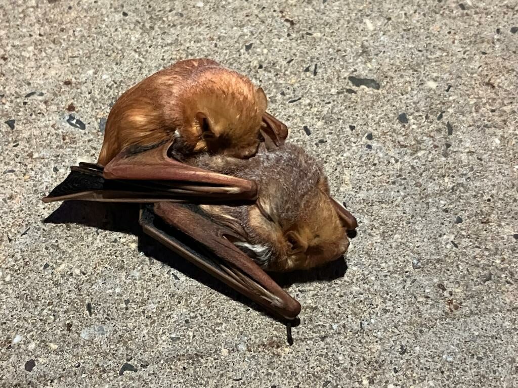A pair of Eastern Red Bats (Lasiurus borealis) found on a sidewalk in Hunterdon Co., 9/5/23. Fall is also mating season for bats - but this was not a smart place to be doing that! Pedestrians kindly steered clear and the bats eventually flew off. Photo by Liz Johnson.