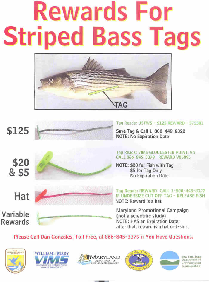 NJDEP Division of Fish & Wildlife - New Circle Hook Requirement When Fishing  for Striped Bass With Bait