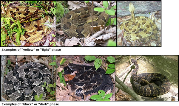 NJDEP| Fish & Wildlife | Timber Rattlesnake Conservation