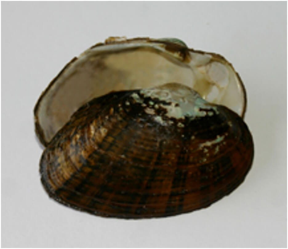 NJDEP Fish & Wildlife Freshwater Mussels