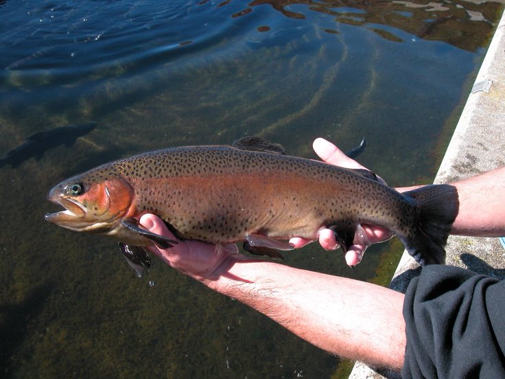NJDEP Fish & Wildlife High River Flows Postpone Stocking of the