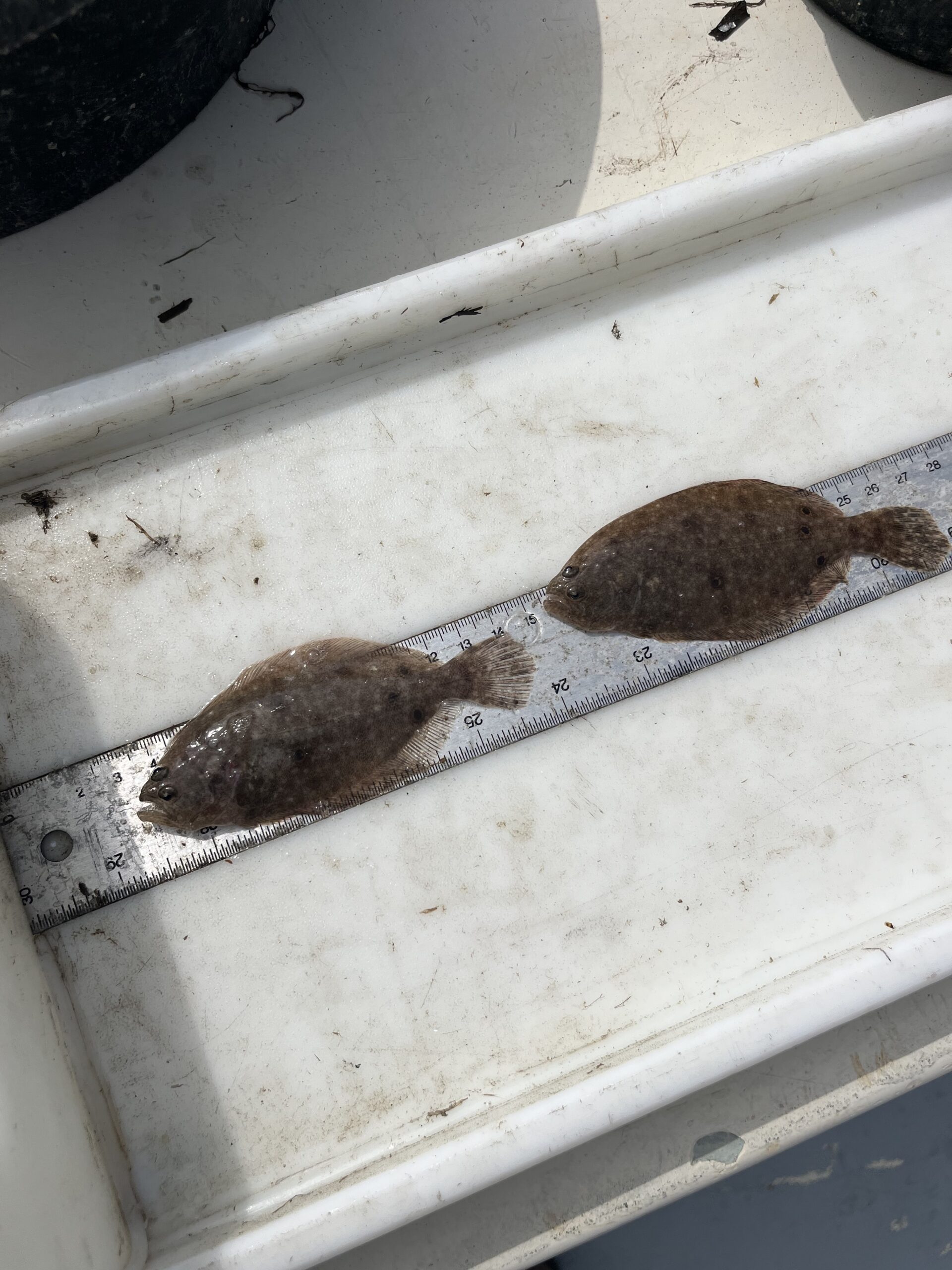 NJDEP| Fish & Wildlife | Delaware Bay Juvenile Finfish Trawl