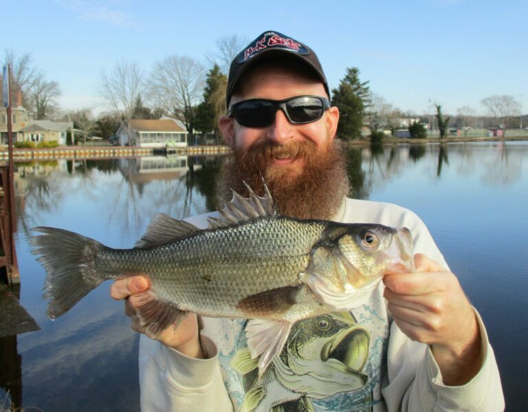 NJDEP Fish & Wildlife White Perch