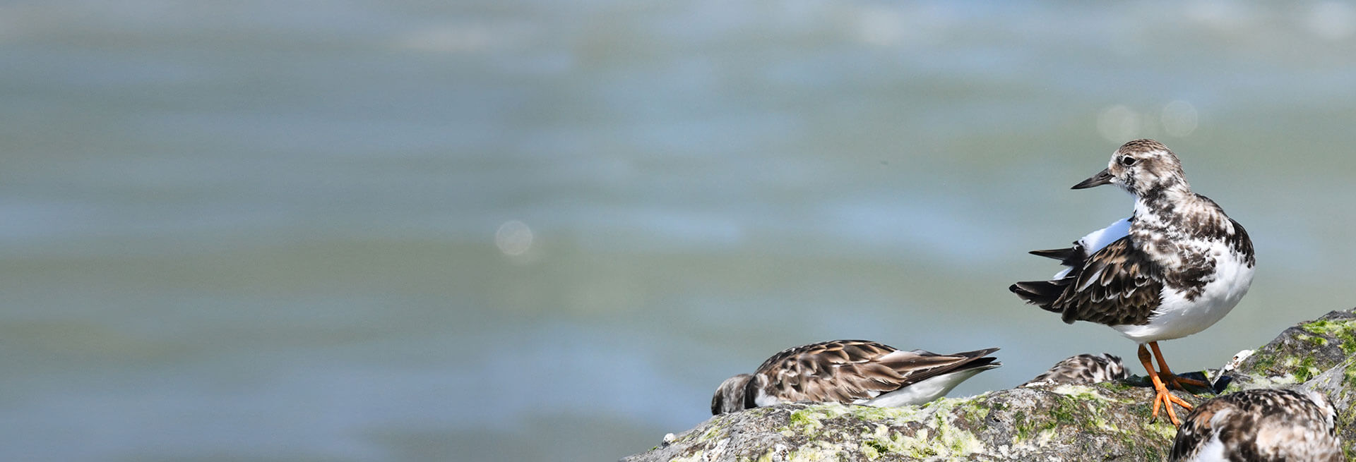 Endangered and Threatened Wildlife of New Jersey - Species Spotlight -  Pinnipeds - Conserve Wildlife Foundation of New Jersey