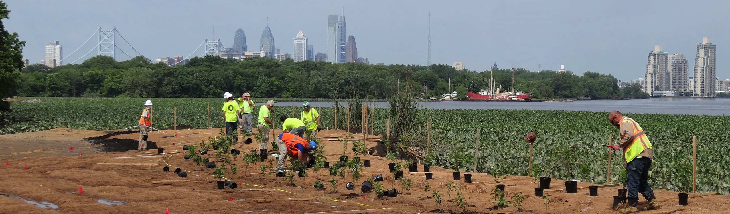 Tidal wetland planting of native shrubs and trees taking place at Cramer Hill Waterfront Park - Camden, NJ